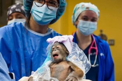 (PHOTOS): Gorilla Delivered In Emergency C-Section